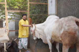 Gau Seva: A Path to Spiritual Blessings and Compassion