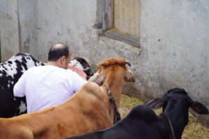 Embrace the Spirit of Gau Seva: Contribute to Cow Welfare Today