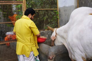 Cow Protection and Care: Become a Part of Gau Seva