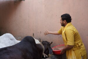 Gau Seva Mahatva: The Importance of Cow Service in Our Lives