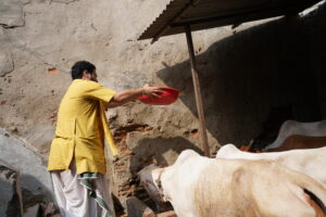 Support Gau Seva: A Noble Act of Love and Devotion