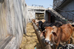 Be a Gau Sevak: Protect and Serve the Divine Cow